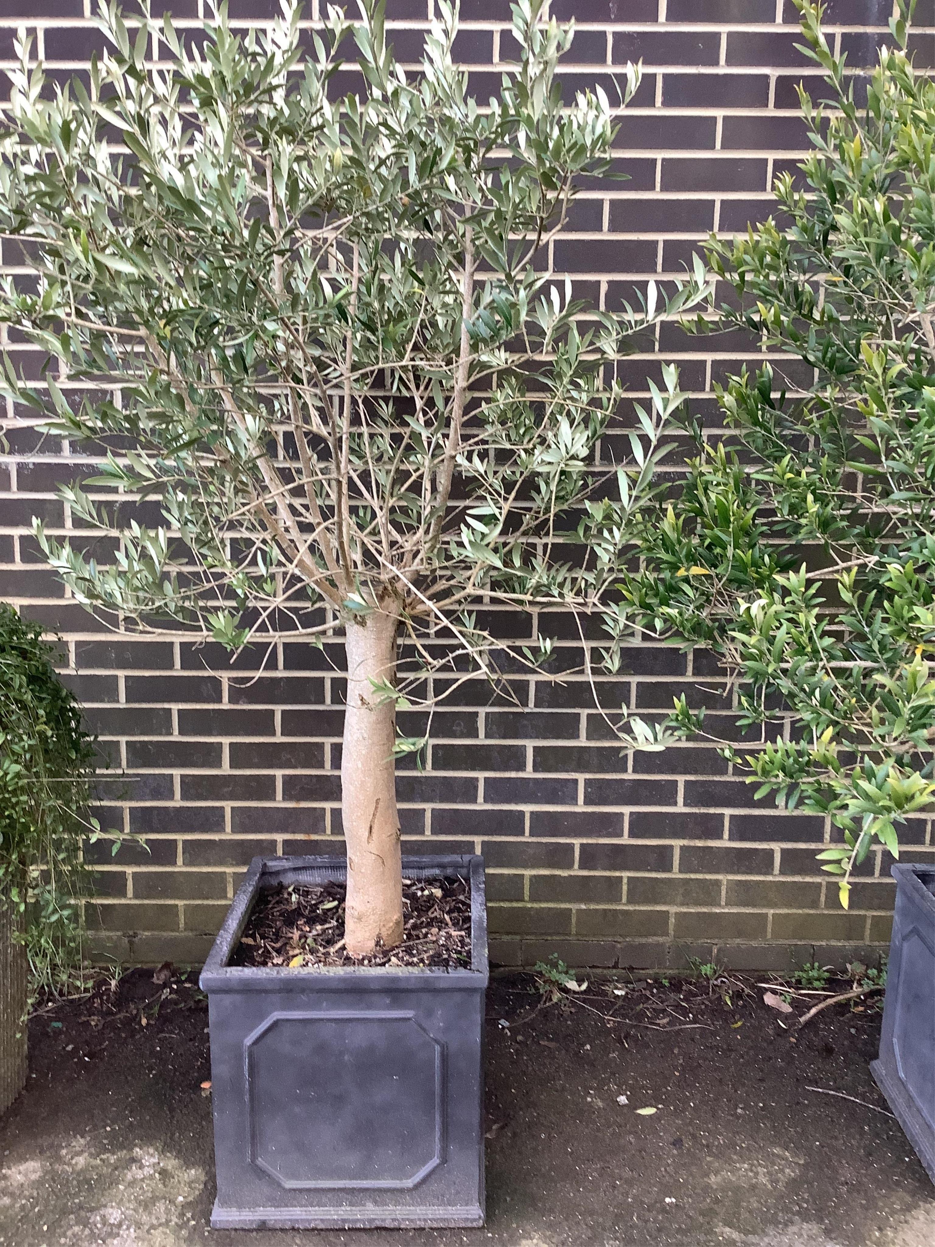 A pair of well established olive trees, in square faux lead planters, height approx. 190cm. Condition - good